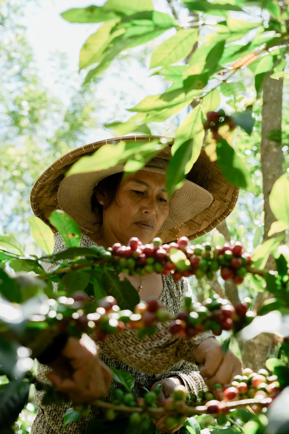 Coffee farmer tending the harvest