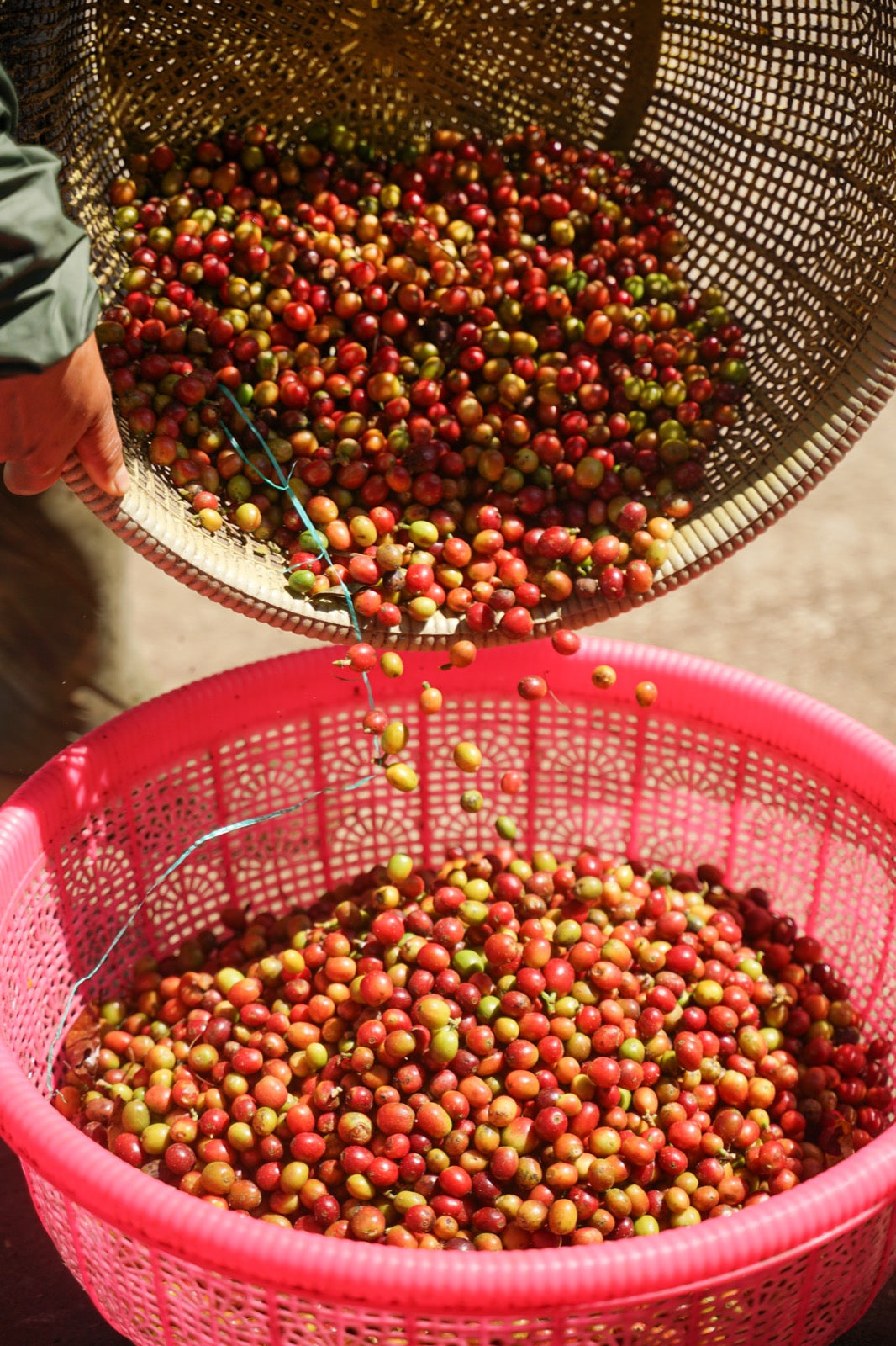 Freshly harvested red coffee cherries at Bali Beans