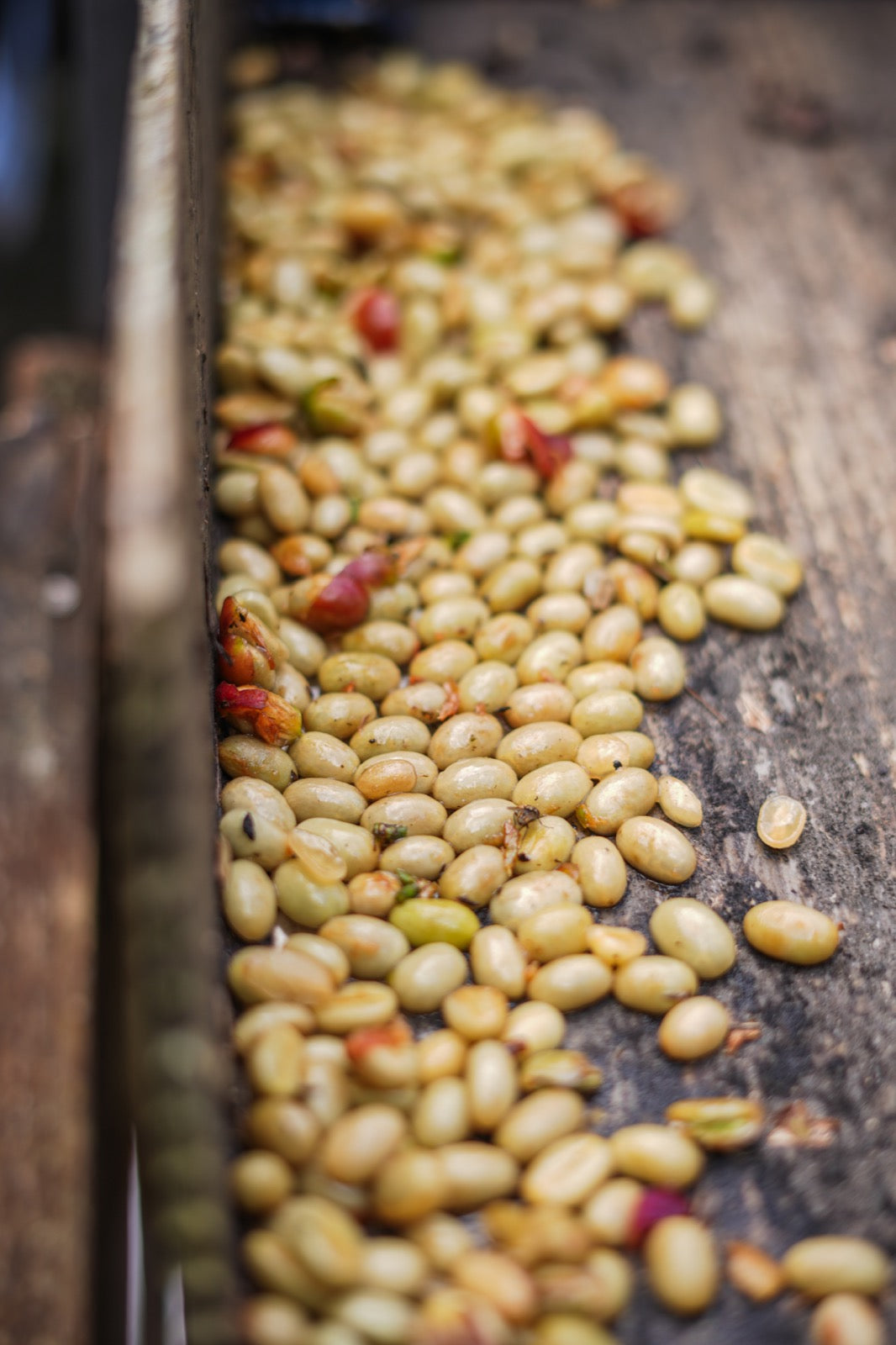 Unroasted coffee beans during processing at Bali Beans