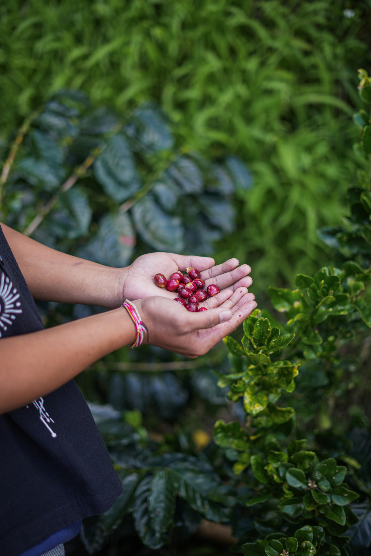Bali Bean Journey – Explore the Heart of Coffee in Kintamani