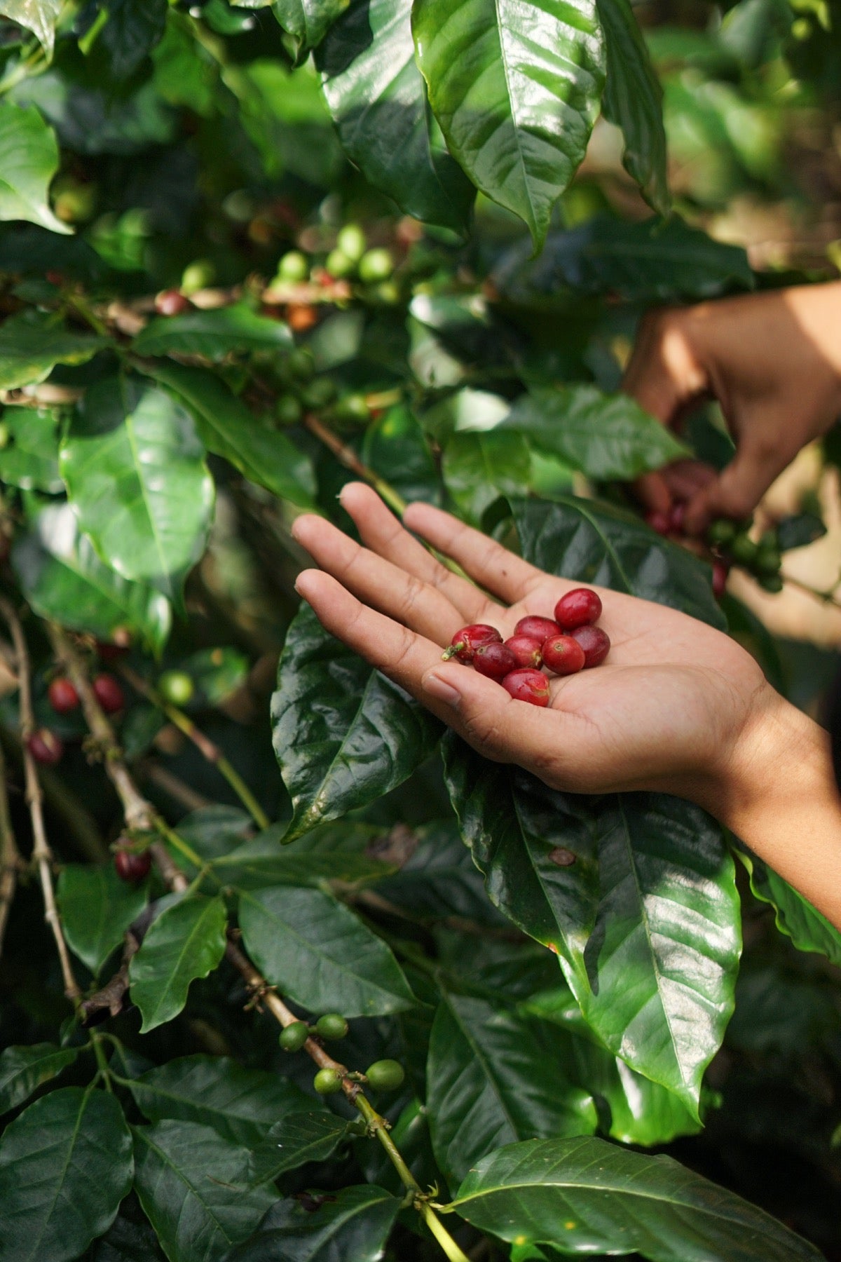 Bali Bean Journey – Tur Peternakan Kopi Jelajahi Hati Kopi di Kintamani — photo 4