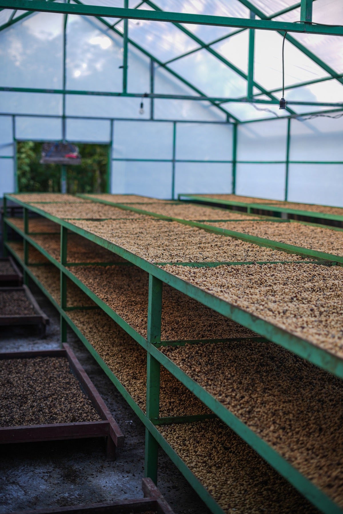 Bali Bean Journey – Tur Peternakan Kopi Jelajahi Hati Kopi di Kintamani — photo 8