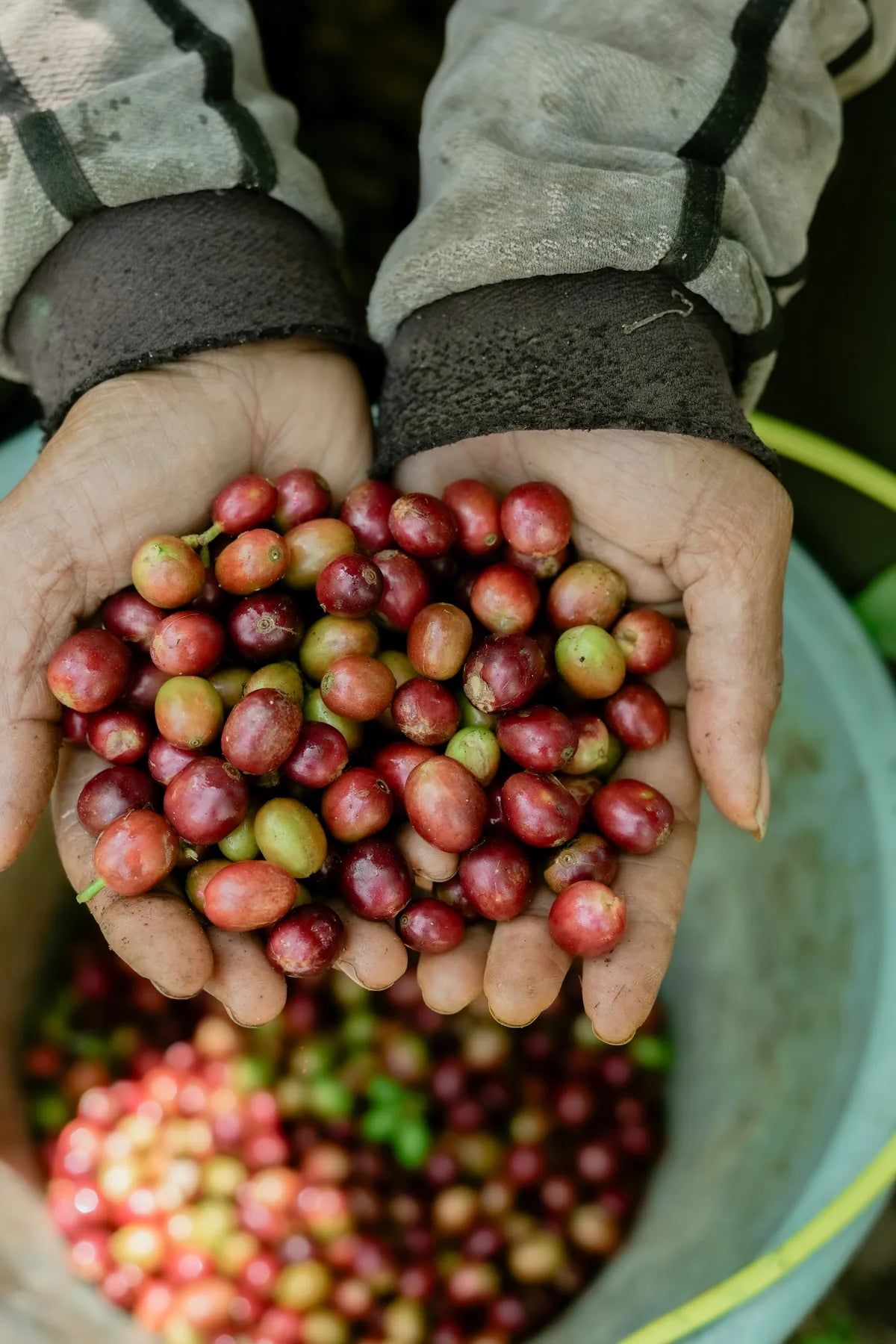 Fresh coffee cherries held in a farmer’s hands