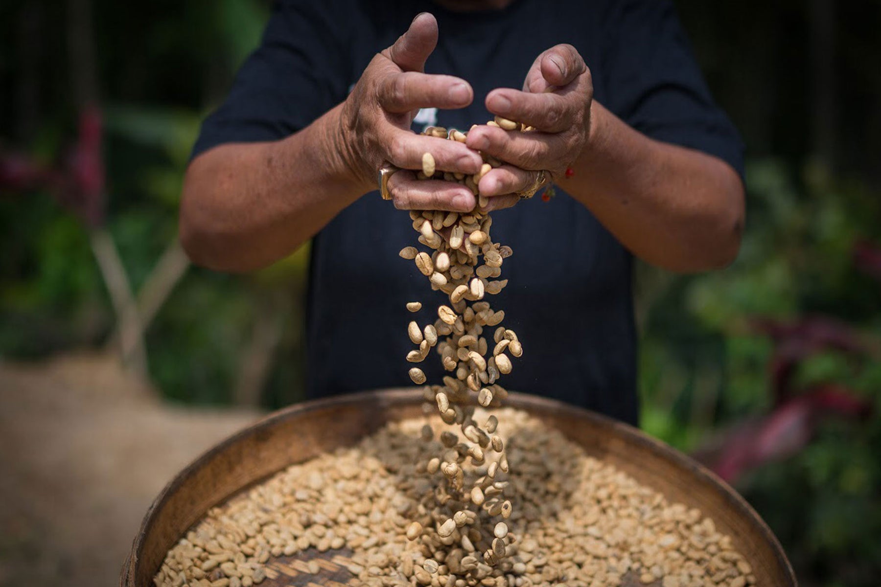 Bali Beans producer handling green coffee beans at the farm