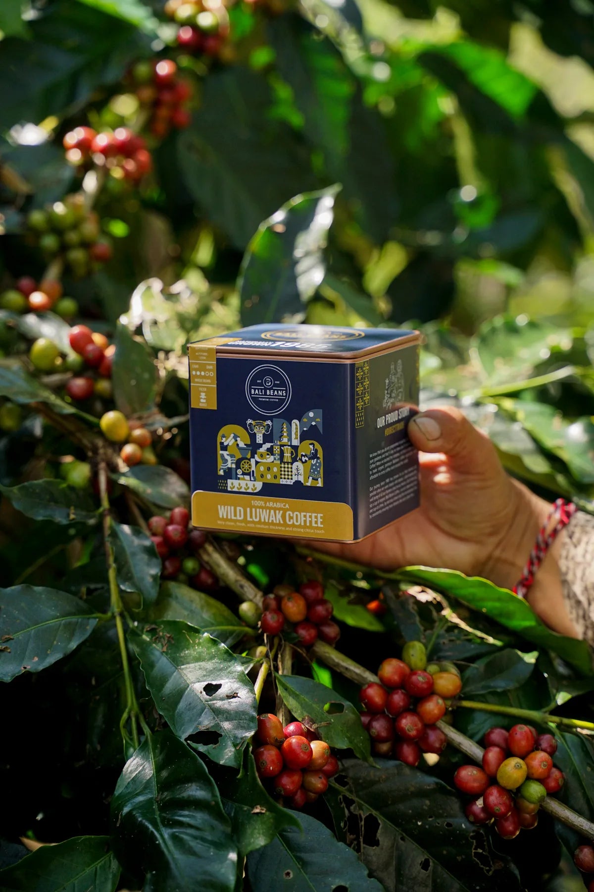 Bali Beans Wild Luwak Coffee tin held among coffee trees