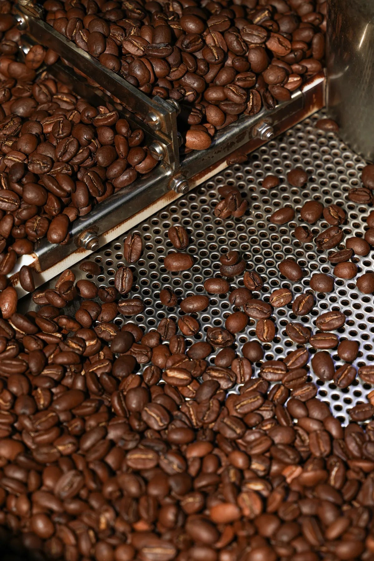 Freshly roasted coffee beans in the roasting cooling tray