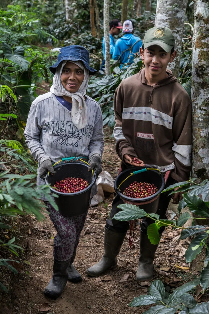 Two farmers carrying buckets of freshly harvested coffee cherries