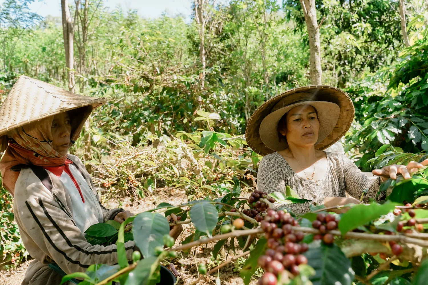 Two farmers among coffee trees at the plantation