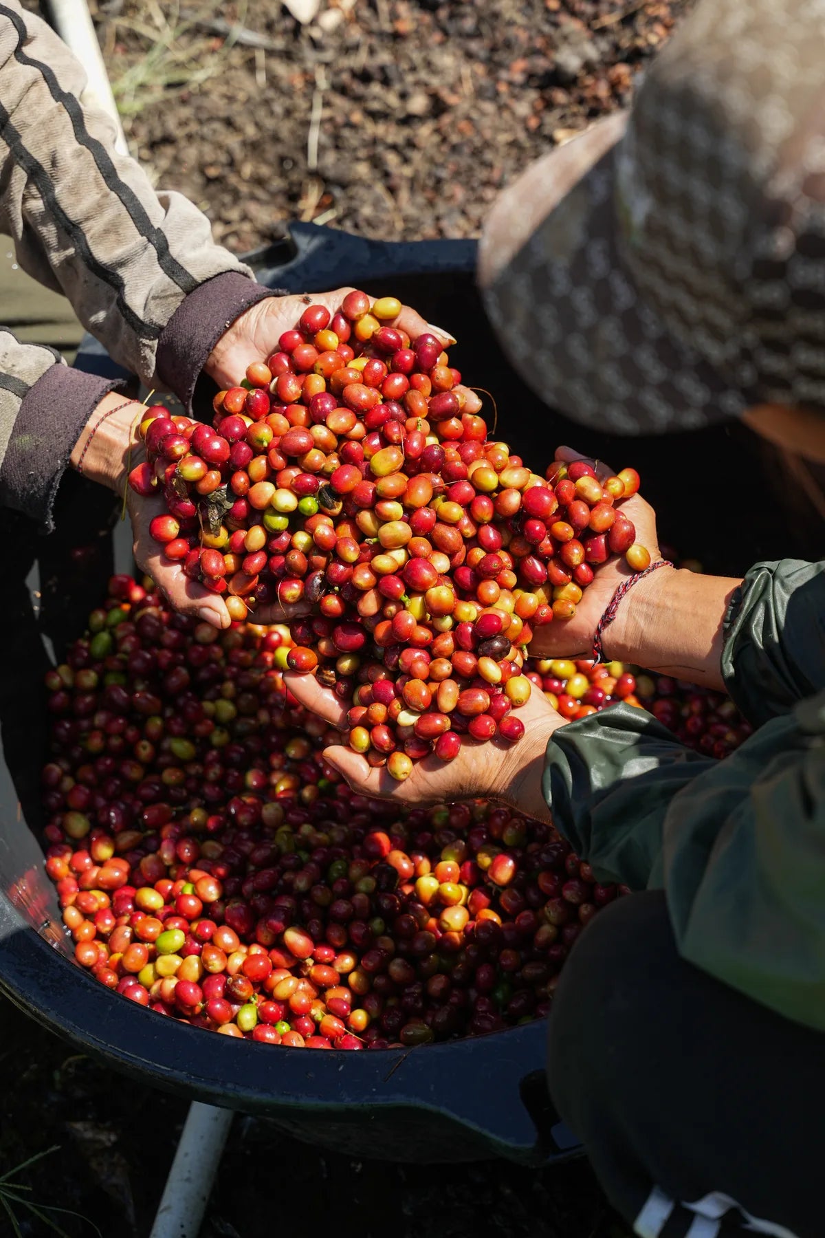 Freshly harvested coffee cherries in a farmer’s hands