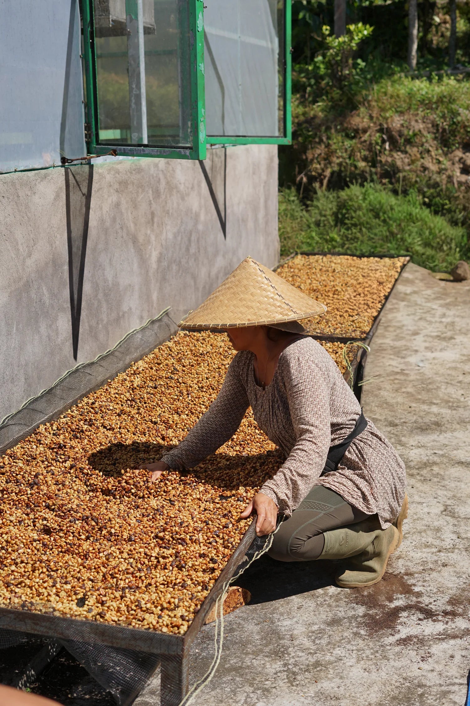 A farmer tending coffee on a raised drying bed