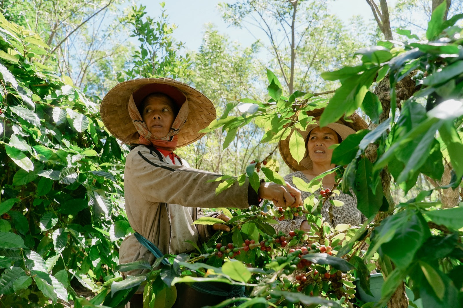 Women farmers tending coffee trees at Bali Beans