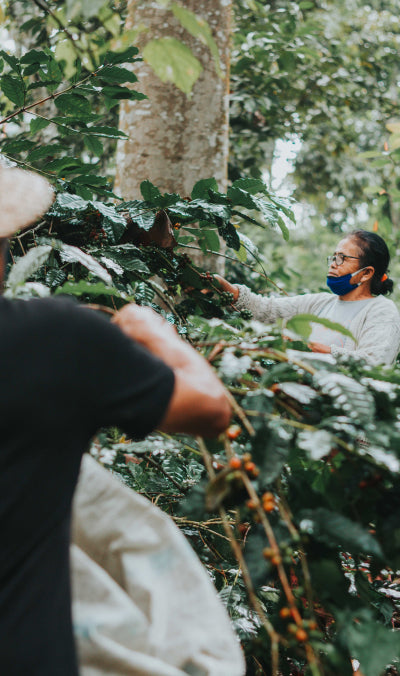 JOURNEY – FROM CROP TO CUP
